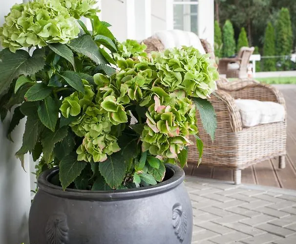 Miętowe Wzgórza Mansion House